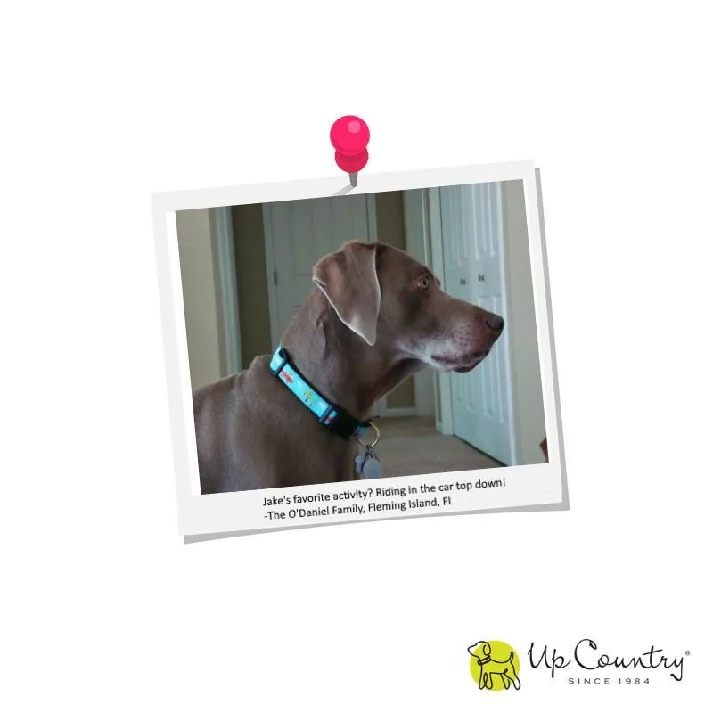 Alligator Dog Collar - UpCountry Alligator Collar