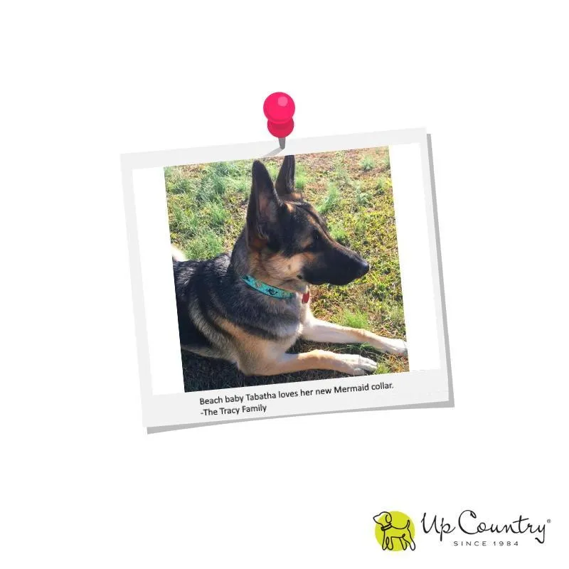Alligator Dog Collar - UpCountry Alligator Collar