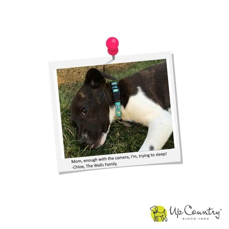Alligator Dog Collar - UpCountry Alligator Collar